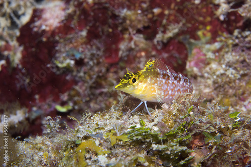 Diamond Blenny - (Malacoctenus boehlkei) photo