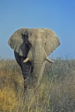 Elelphant in Etosha National Park, Namibia, Africa