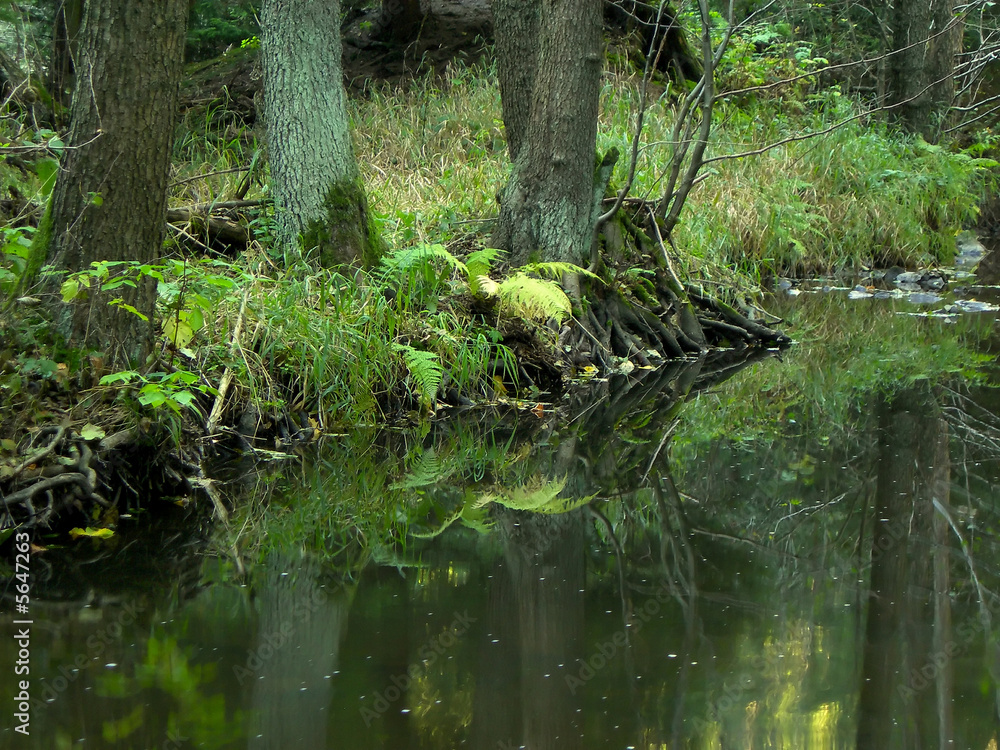 Lonely and calm river in the forest Lonely and calm river in the forest