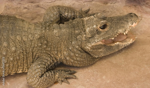 Crocodile du Nil