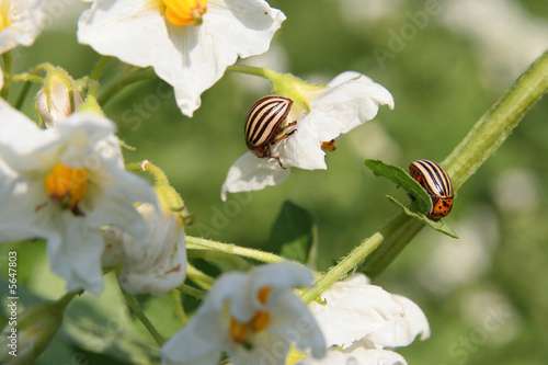 Schädlinge photo