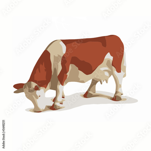 vaca