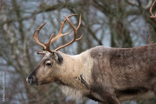 Reindeer in a nordic forest in winter