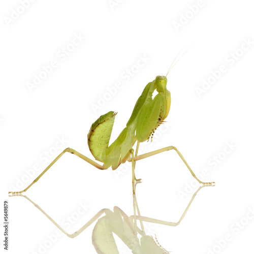 Young praying mantis - Sphodromantis lineola