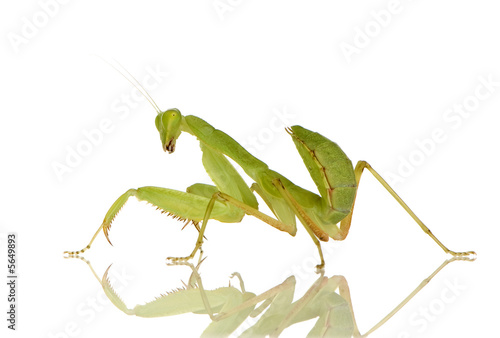Young praying mantis - Sphodromantis lineola © Eric Isselée