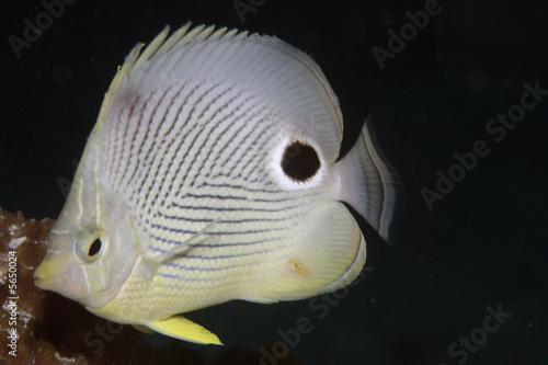Four Eyed Butterflyfish - (Chaetodon capistratus)