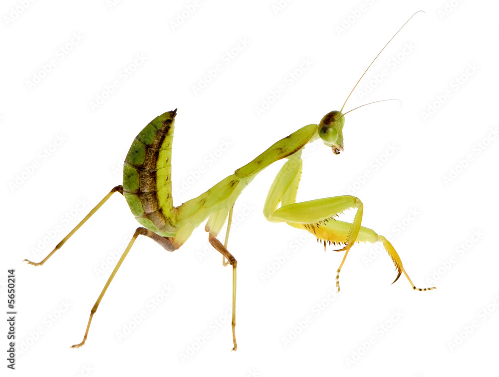 Young praying mantis - Sphodromantis lineola Young praying mantis - Sphodromantis lineola
