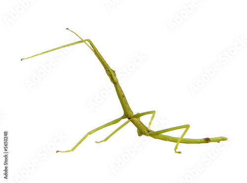 stick insect, Phasmatodea - pharnacia ponderasa