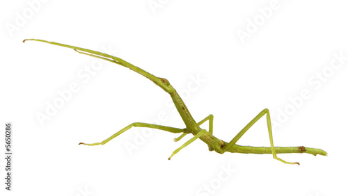 stick insect, Phasmatodea - pharnacia ponderasa