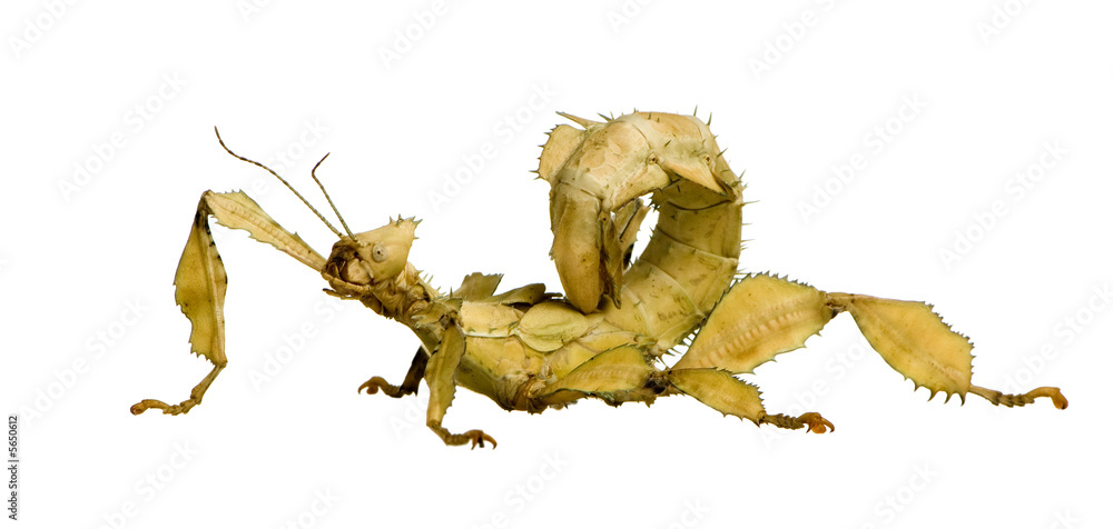 Obraz premium stick insect, Phasmatodea - Extatosoma tiaratum