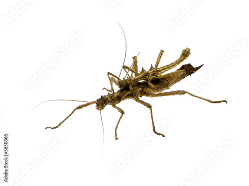 stick insect, Phasmatodea - Aretaon Asperrimus © Eric Isselée