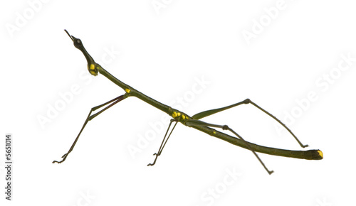 stick insect, Phasmatodea - Oreophoetes peruana photo