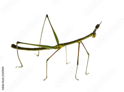 stick insect, Phasmatodea - Oreophoetes peruana