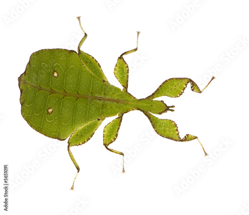 leaf insect, Phylliidae - Phyllium sp photo