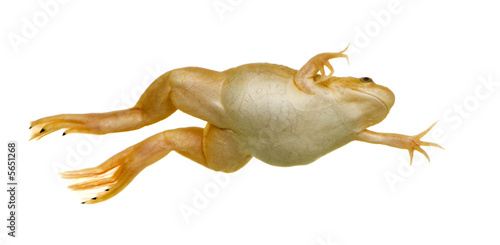 Frog - Xenopus laevis