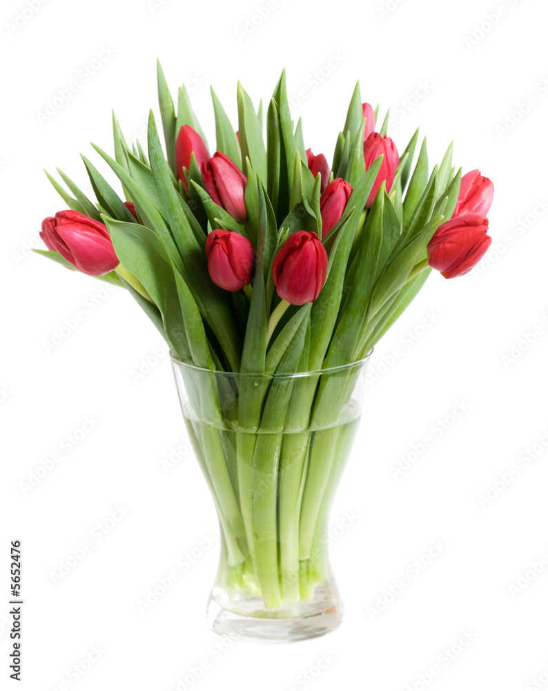 Red tulips isolated on white Red tulips isolated on white