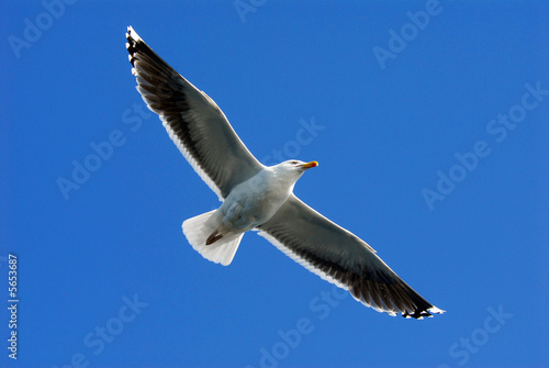 A seagull  Larus michahellis 