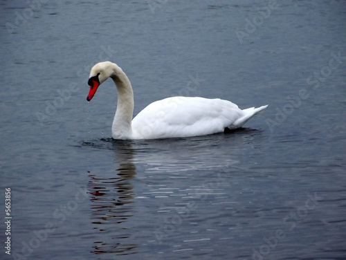 Swan