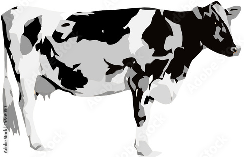 vaca