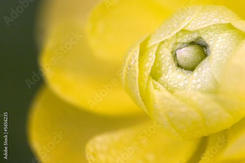 closeup Beautiful yellow Buttercup with rain drops