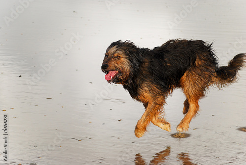 Dog with tounge out running on beach 