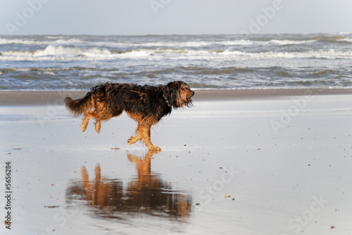 Dog running on beach 