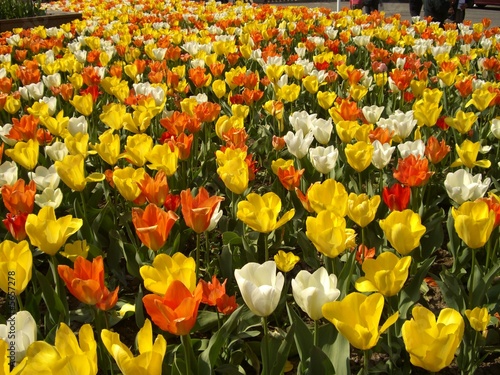 Photography Tulpenfeld