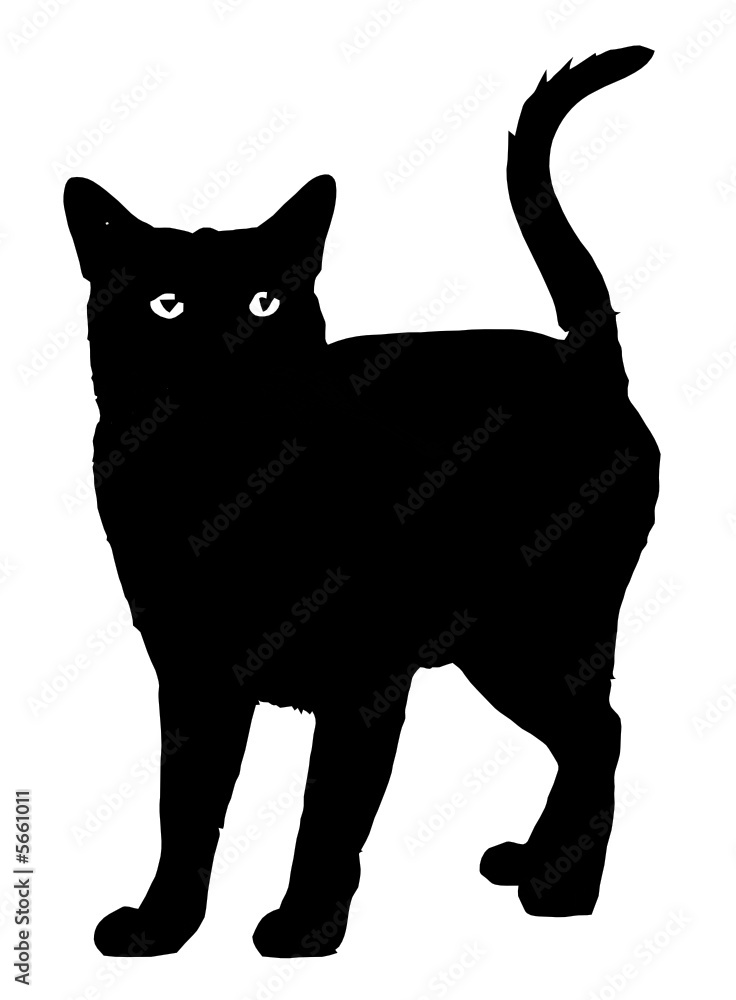 gato