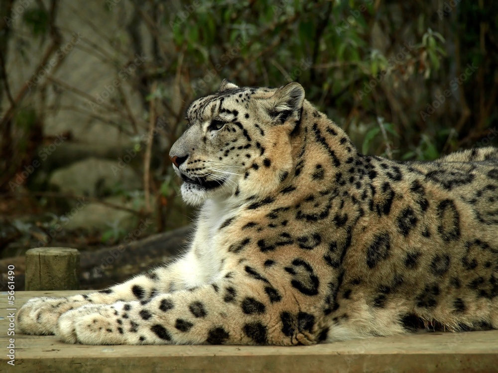 Obraz premium Snow leopard