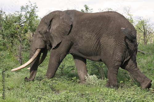 big elephant bull walking past with his huge tusks