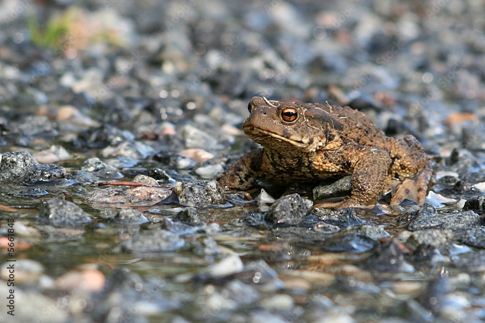 Obraz premium Toad