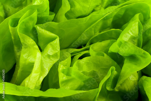 Green fresh lettuce leafs on the background