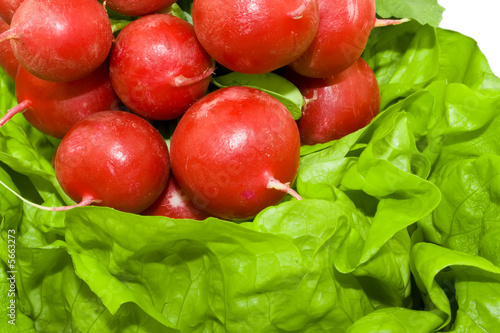 Fresh radish on the bright green lettuce