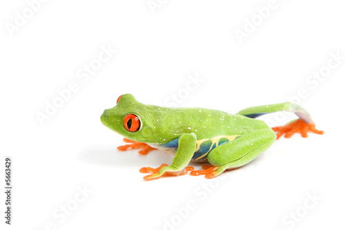 frog macro - a red-eyed tree frog (Agalychnis callidryas) 