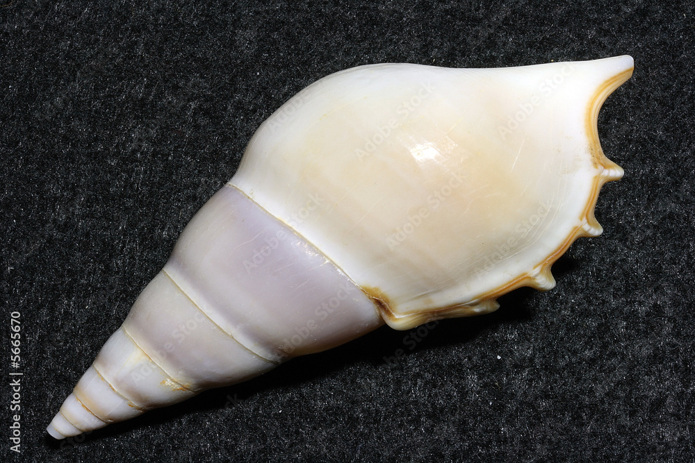 Tibia, white, shell