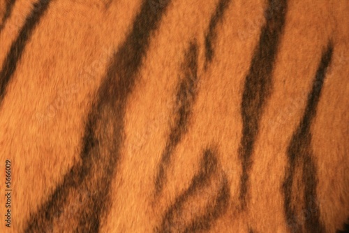 Tiger Skin