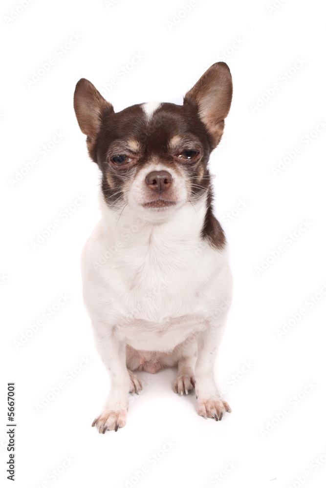 very nice chihuahua on the white background