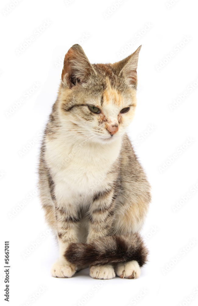 very nice cat on the white background