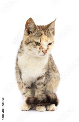very nice cat on the white background