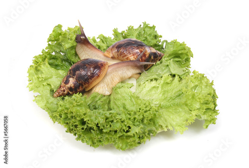two snails on the green leaves on the white background photo
