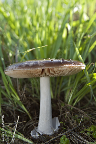 Big wild Mushroom closeup in the grass with green background