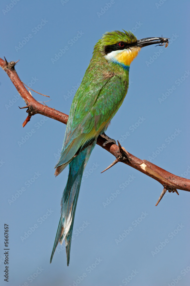 Obraz premium Swallow-tailed bee-eater (Merops hirundineus)