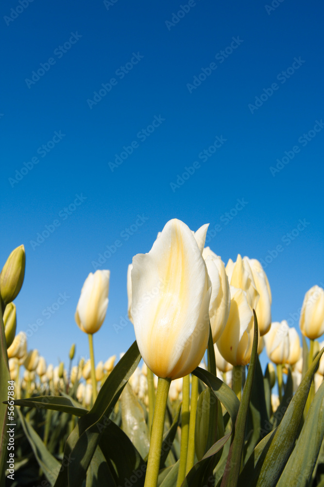 Obraz premium A shot of a beautiful field of white tulips