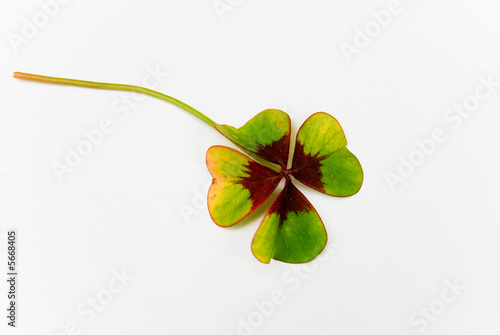Good luck - single four leaf clover isolated on white