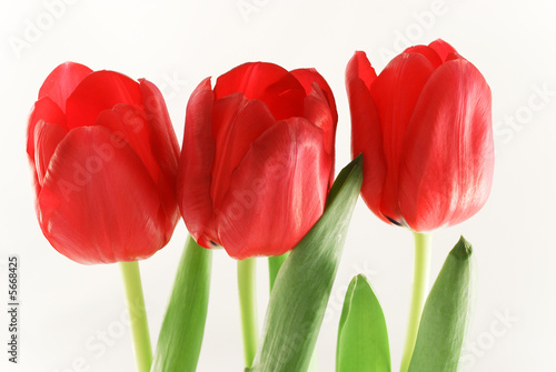 Close up three tulips isolated on white