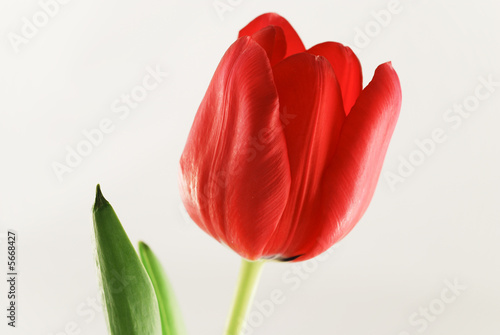 Close up one red tulip isolated on white