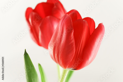 Close up two red tulips isloated on white