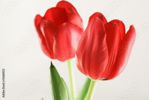 Close up two red tulips isolated on white