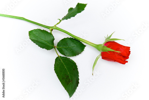 Cose up total single rose isolated on white