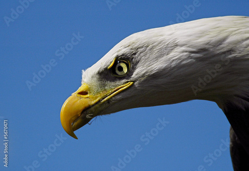 American Bald Eagle